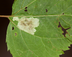 Calycomyza eupatoriphaga