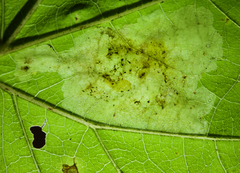 Calycomyza eupatoriphaga