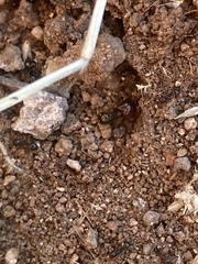 Pheidole xerophila