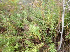 Hymenoscyphus scutula