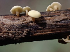 Hymenoscyphus scutula