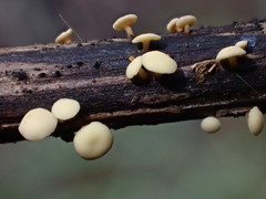 Hymenoscyphus scutula