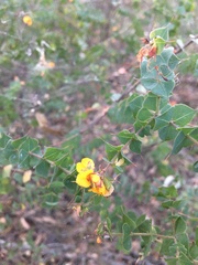 Pultenaea spinosa