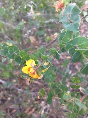 Pultenaea spinosa