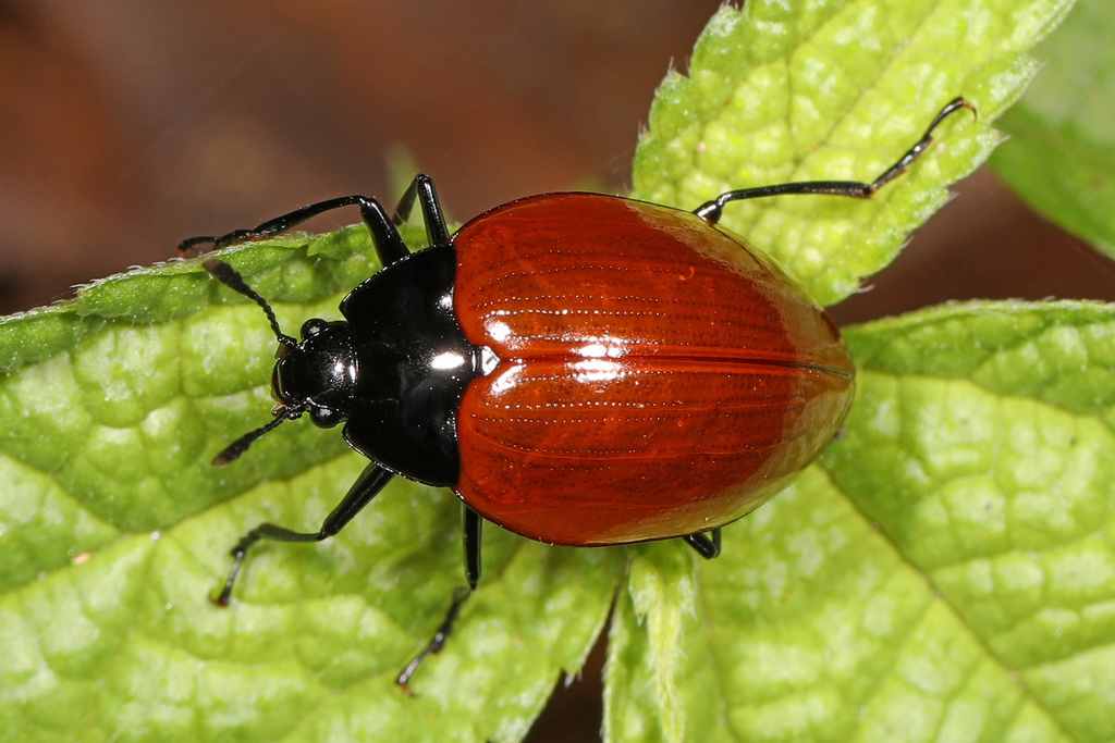 Iphiclus nigriventris