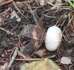 Myriostoma