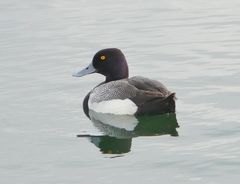 Aythya affinis