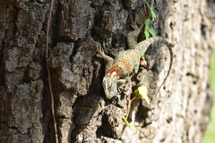 Sceloporus torquatus binocularis