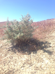 Atriplex spinifera