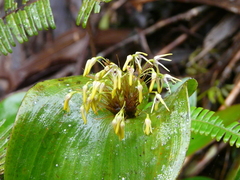 Pleurothallis dunstervillei