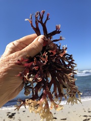 Ahnfeltiopsis linearis