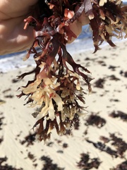 Ahnfeltiopsis linearis