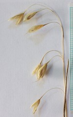 Bromus secalinus