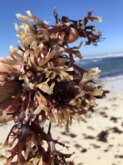 Ahnfeltiopsis linearis