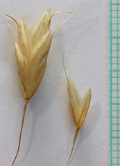 Bromus secalinus