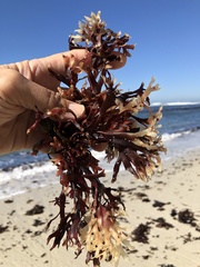 Ahnfeltiopsis linearis