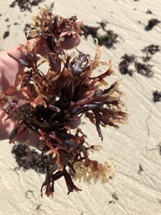 Ahnfeltiopsis linearis