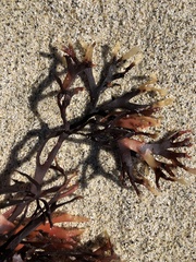 Ahnfeltiopsis linearis