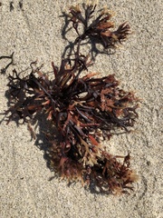 Ahnfeltiopsis linearis