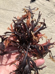 Ahnfeltiopsis linearis