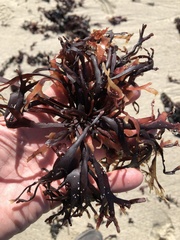 Ahnfeltiopsis linearis