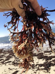 Ahnfeltiopsis linearis