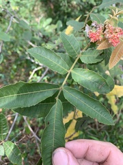 Alectryon tomentosus