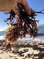 Ahnfeltiopsis linearis