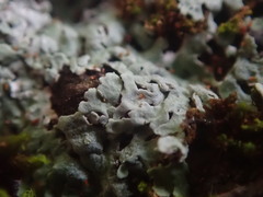 Physcia poncinsii