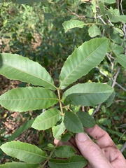 Alectryon tomentosus
