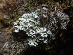 Heterodermia spathulifera