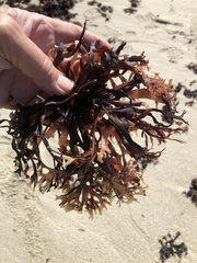 Ahnfeltiopsis linearis