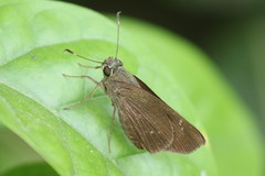 Rhinthon osca