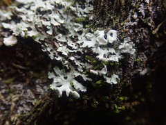 Heterodermia spathulifera