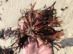 Ahnfeltiopsis linearis