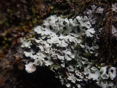 Heterodermia spathulifera