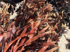 Ahnfeltiopsis linearis