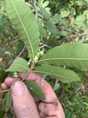 Alectryon tomentosus