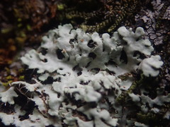 Heterodermia spathulifera