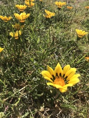 Gazania linearis