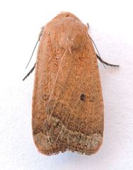Abagrotis orbis