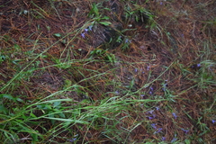 Lobelia ehrenbergii