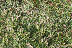 Sporobolus alopecuroides