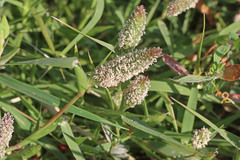 Sporobolus alopecuroides