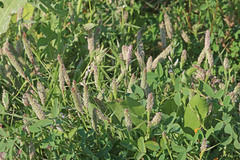 Sporobolus alopecuroides