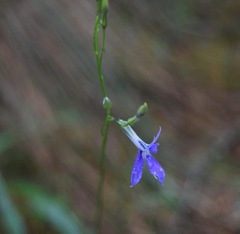 Lobelia ehrenbergii