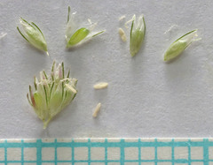 Sporobolus alopecuroides