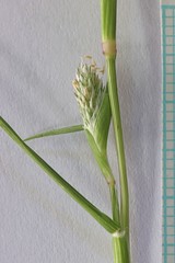 Sporobolus alopecuroides