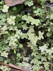 Marchantia inflexa