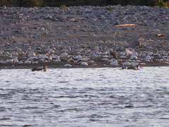 Anas georgica spinicauda